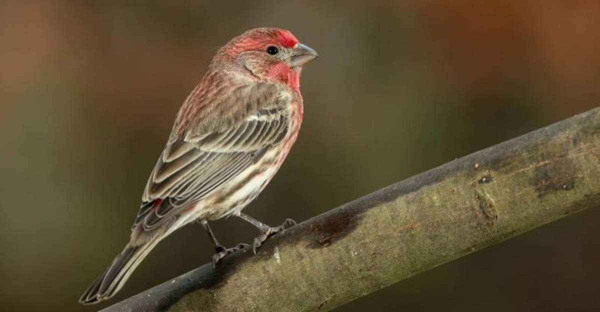 Why New Jersey Yards Are Seeing More House Finches This Winter
