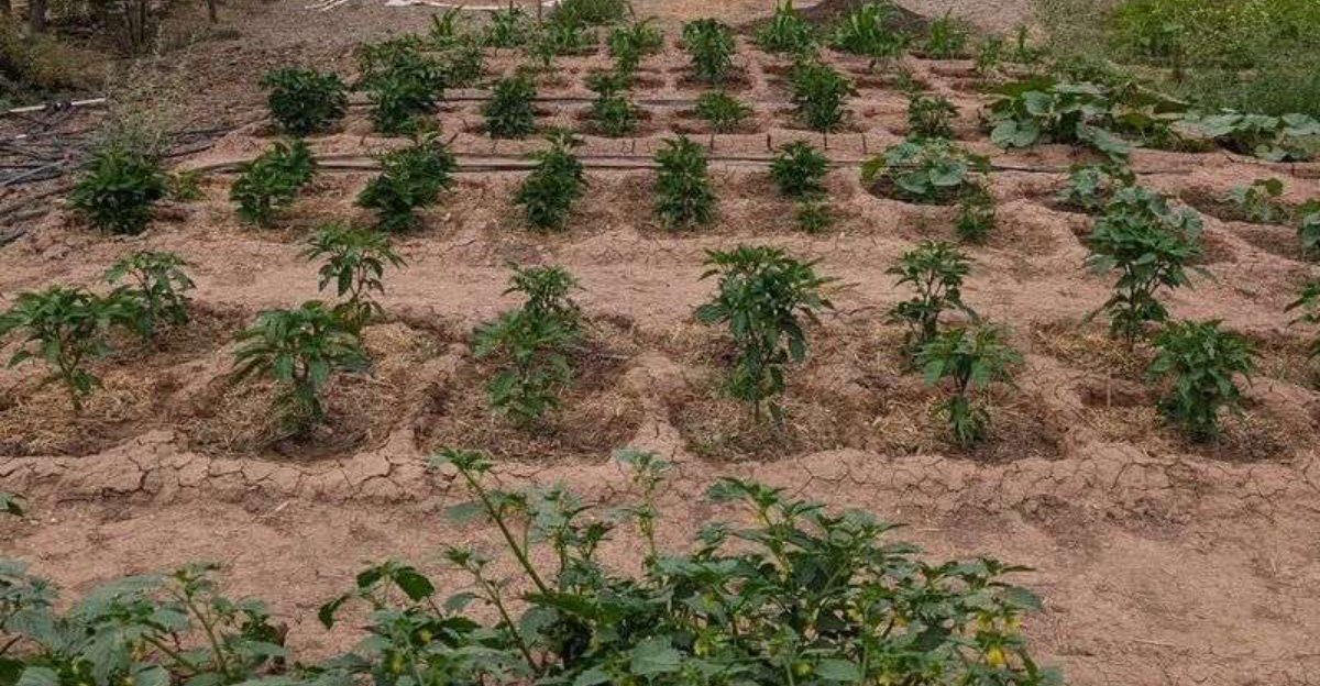 Why New Mexico Gardeners Are Reviving Ancient Desert Growing Techniques