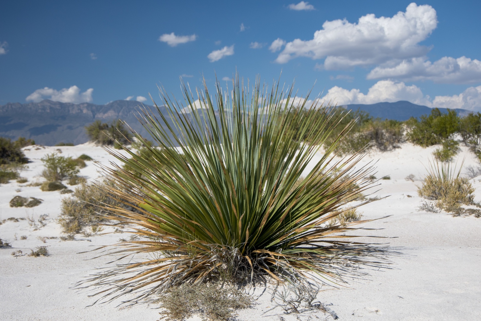 Why New Mexico Homeowners Rely On Desert Natives For Color All Year