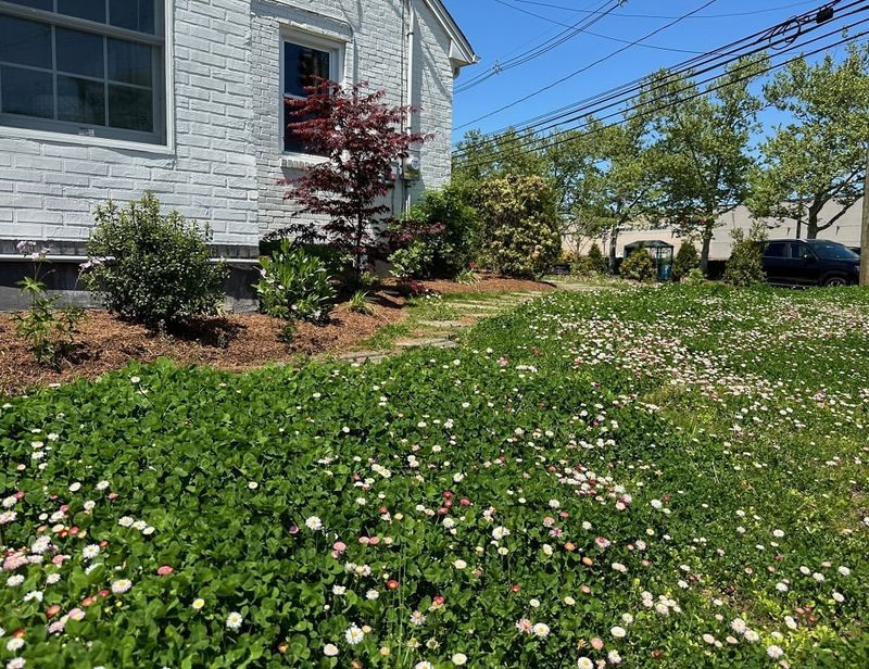 Native Yards Require Far Less Water Than Traditional Lawns