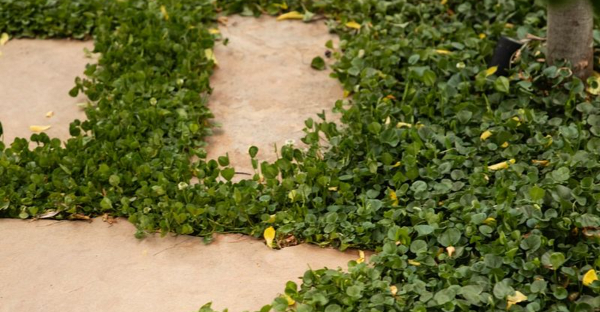 Why No-Mow Native Yards Are Growing In Popularity Across Oregon