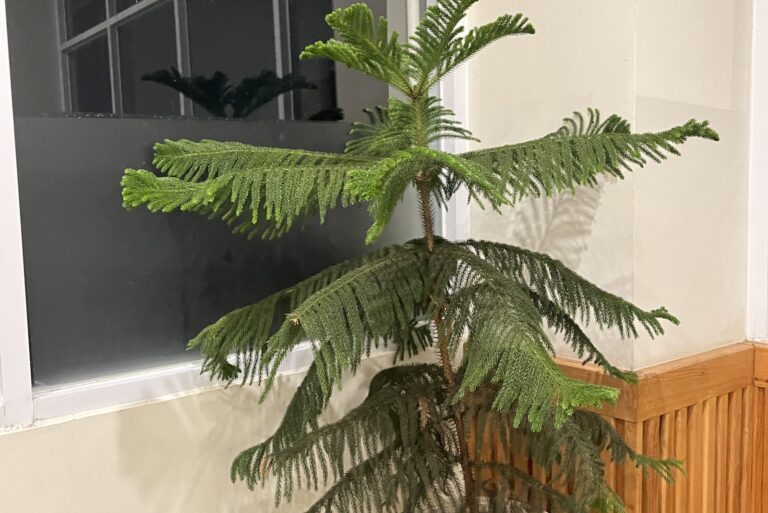 norflok pine in apartment