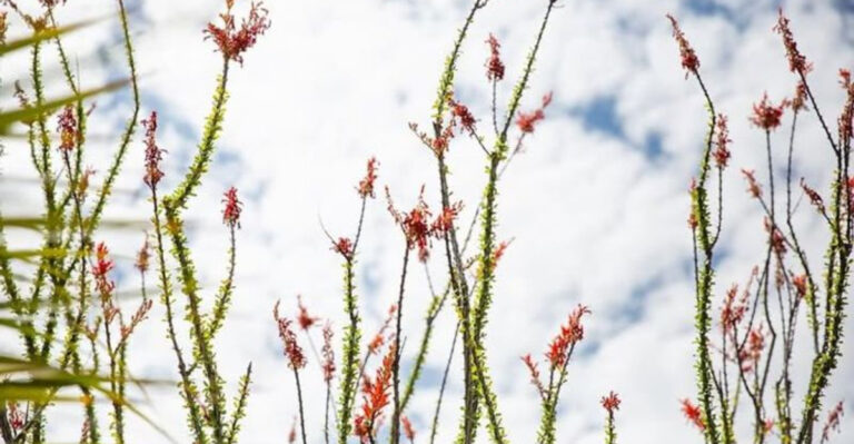 ocotillo in bloom