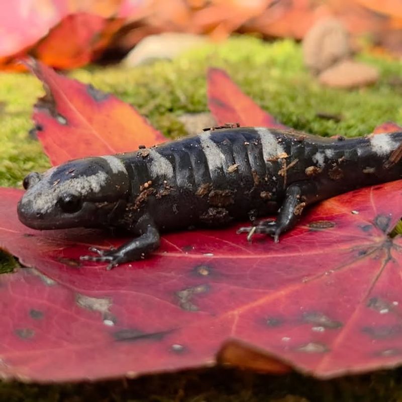 Mulch Creates Perfect Moisture Conditions