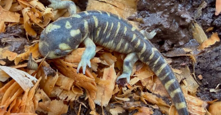 Salamanders (featured image)