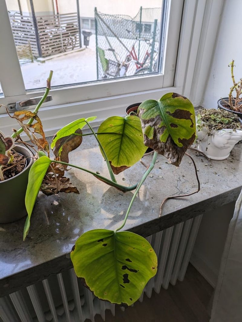 How Dry Indoor Air Damages Overwintering Plants