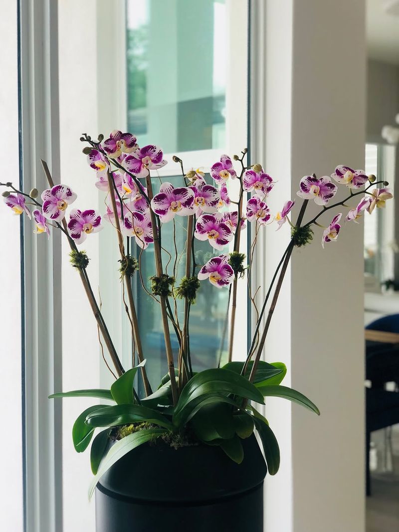 Indoor Heating Systems Zap Essential Moisture From The Air