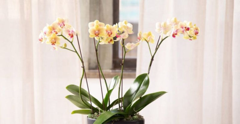 orchid indoor