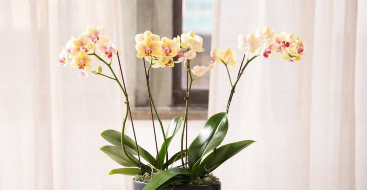 Why Orchids Struggle Inside Ohio Homes During Winter And The Simple Fixes That Bring Them Back