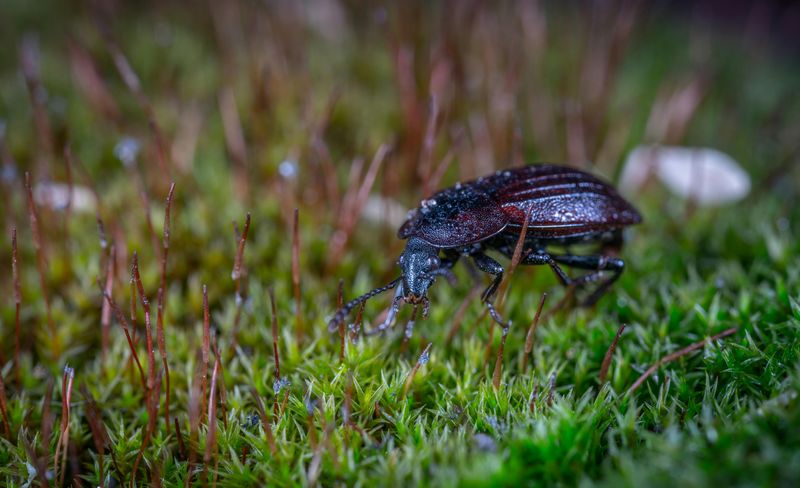 Where These Beetles Tend To Gather After Sunset