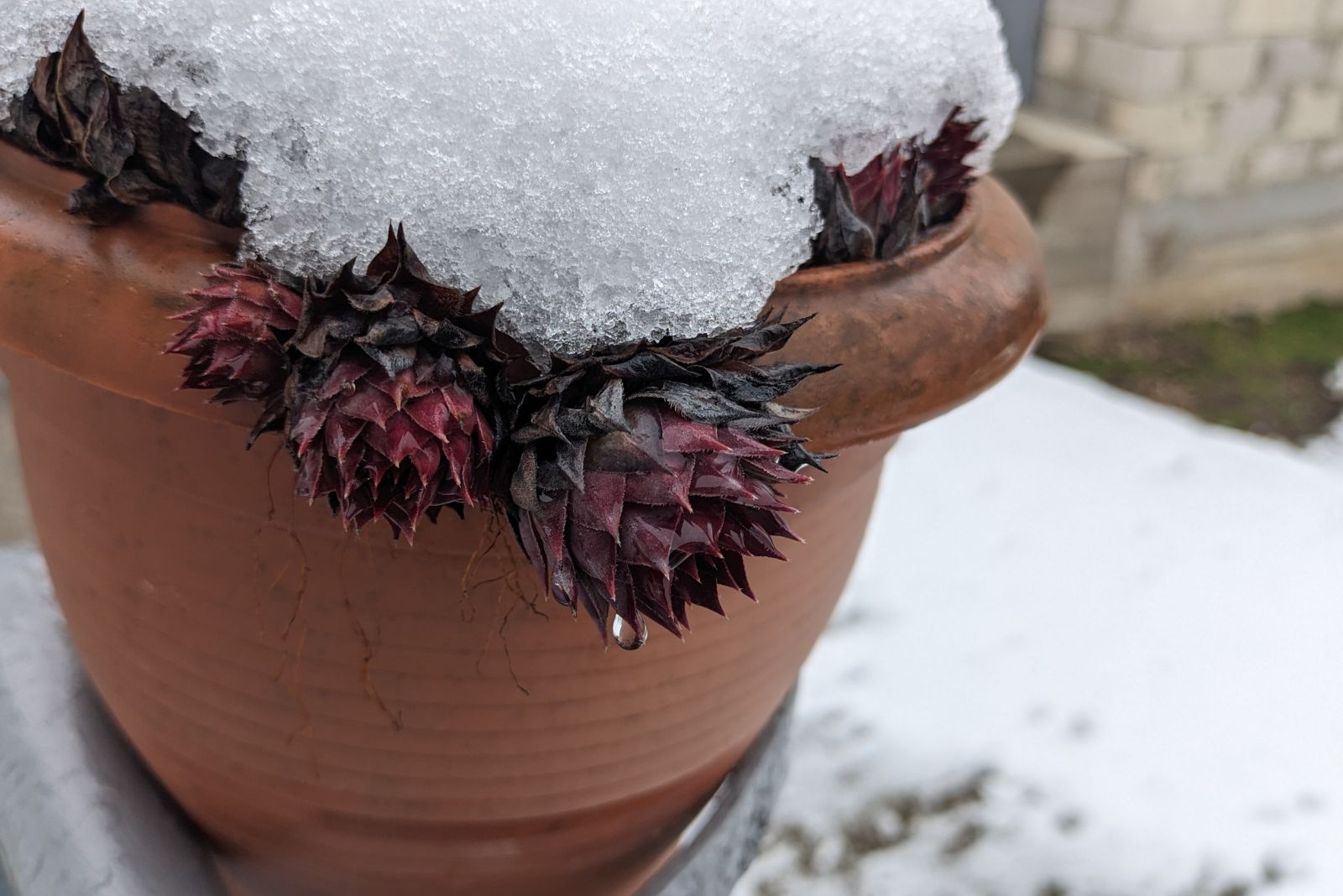 Why Outdoor Pots In Kentucky Keep Cracking This December And How To Stop It
