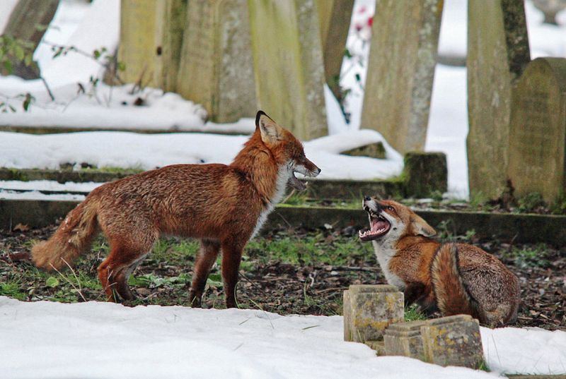 Natural Prey Becomes Scarce In Rural Areas