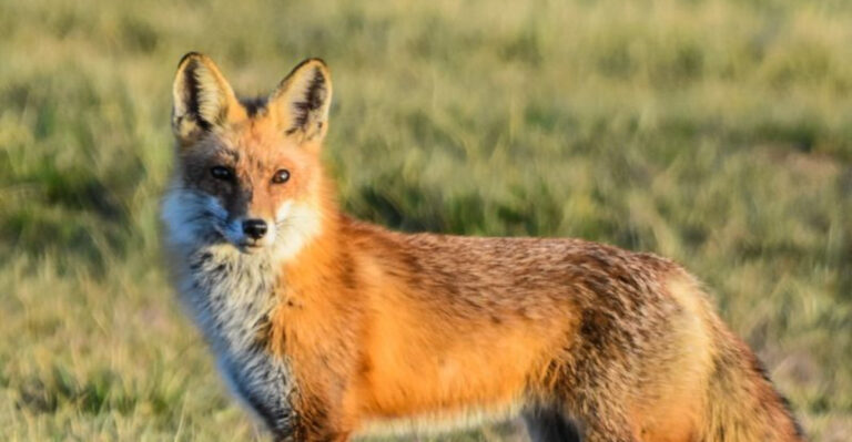 red fox