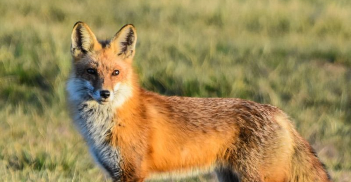 Why Pennsylvania Suburbs See More Red Foxes This Winter