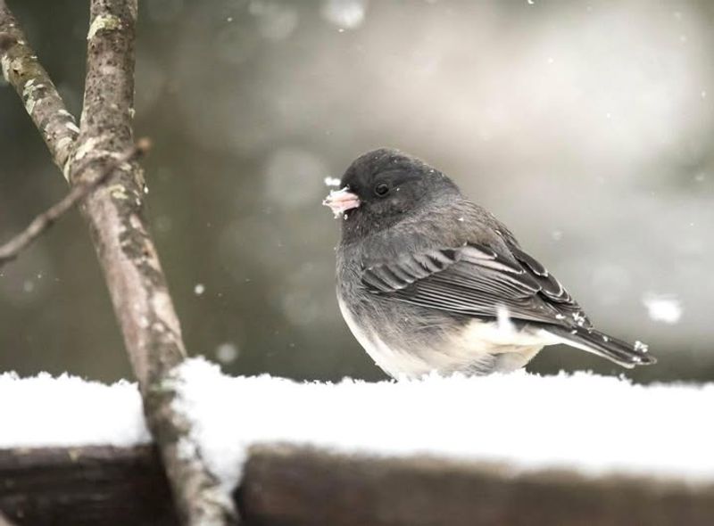 Colder Than Usual Temperatures Up North