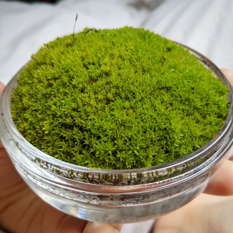 The Subtle, Modern Aesthetic That Makes Moss Bowls Perfect For Minimalists