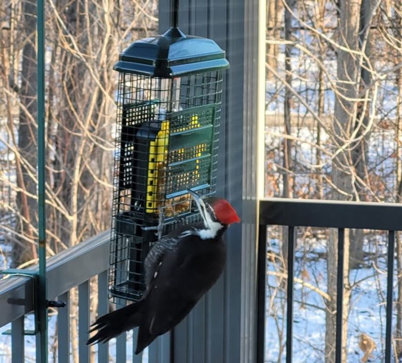 Milder Winters Allow Year-Round Foraging