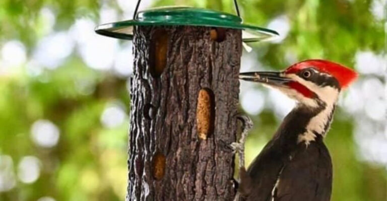 pileated woodpecker on bird feeder