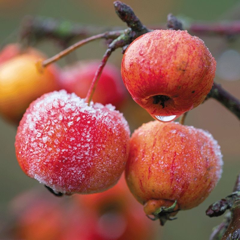 Crabapples Are Extremely Cold Hardy