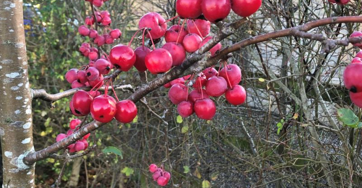 Why Planting A Crabapple Tree Is A Smart Choice For Wisconsin Yards