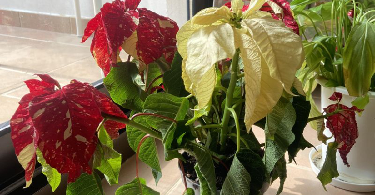 Why Poinsettias Wilt Faster In Arizona Homes And How To Fix It