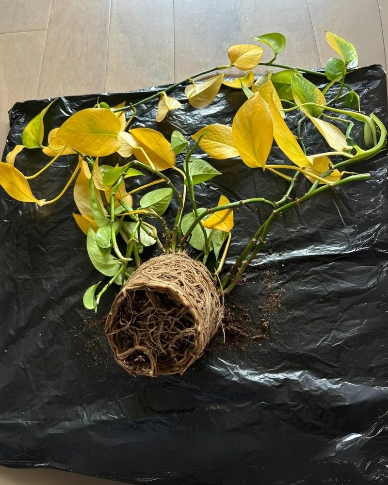 Yellow Leaves Spreading Across Your Plant