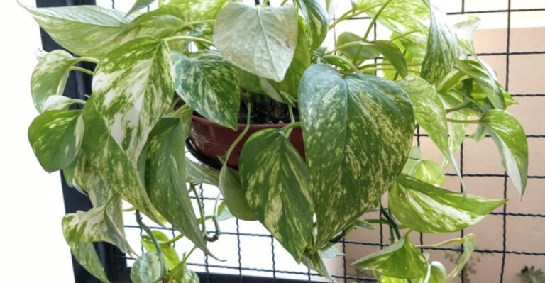 pothos (featured image)