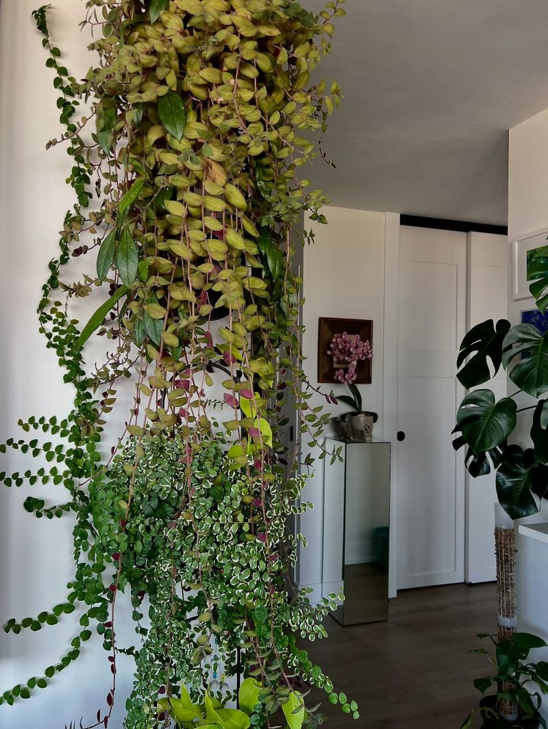 Creates a Peaceful Environment Without Noise