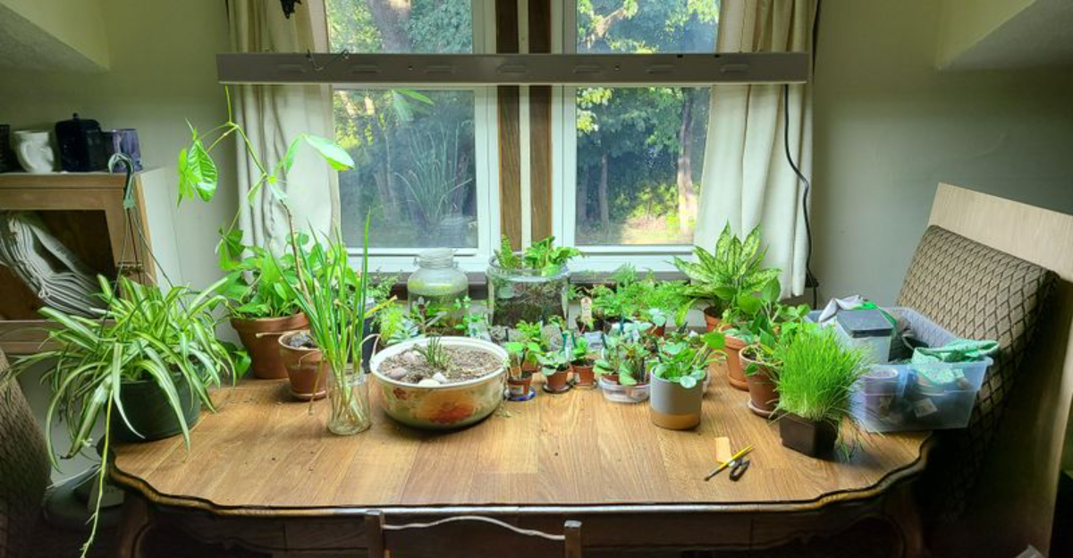 Why Quiet Gardening Keeps Spreading Through Vermont Homes Every Day