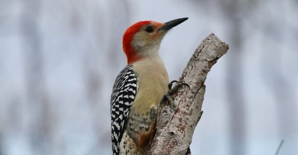 red-bellied woodpecker