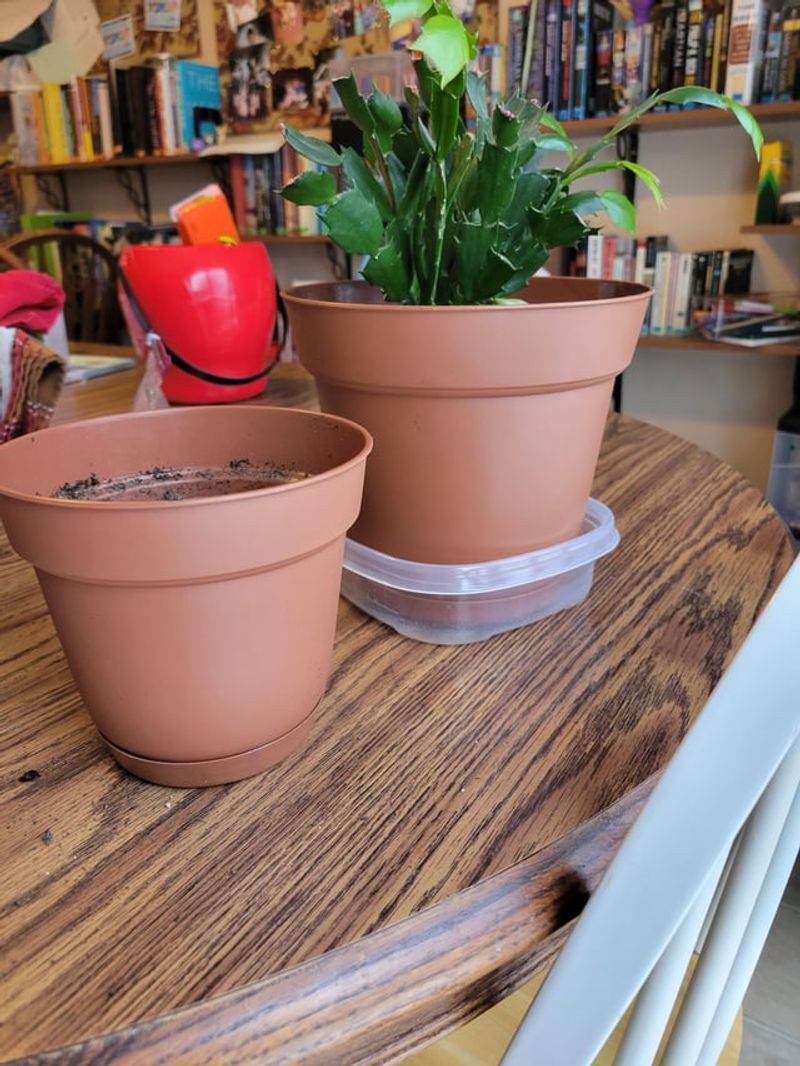 The Importance Of Choosing The Right Pot Size