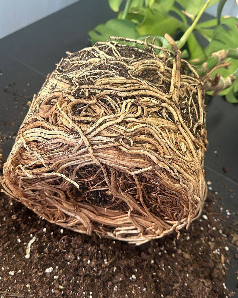Root Systems Need Space to Grow During Dormant Months