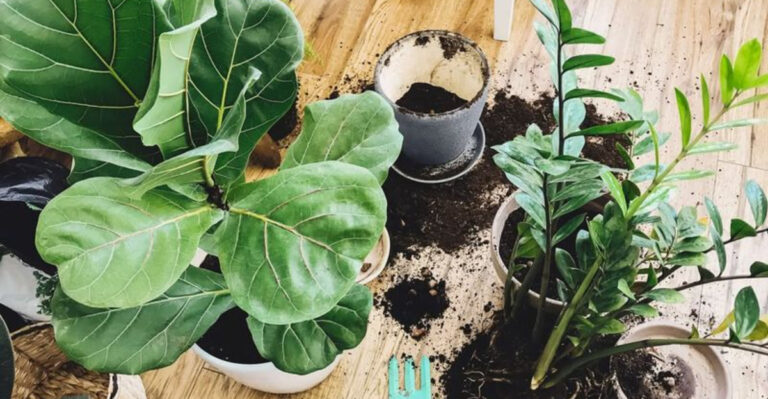 repotting houseplants (featured image)