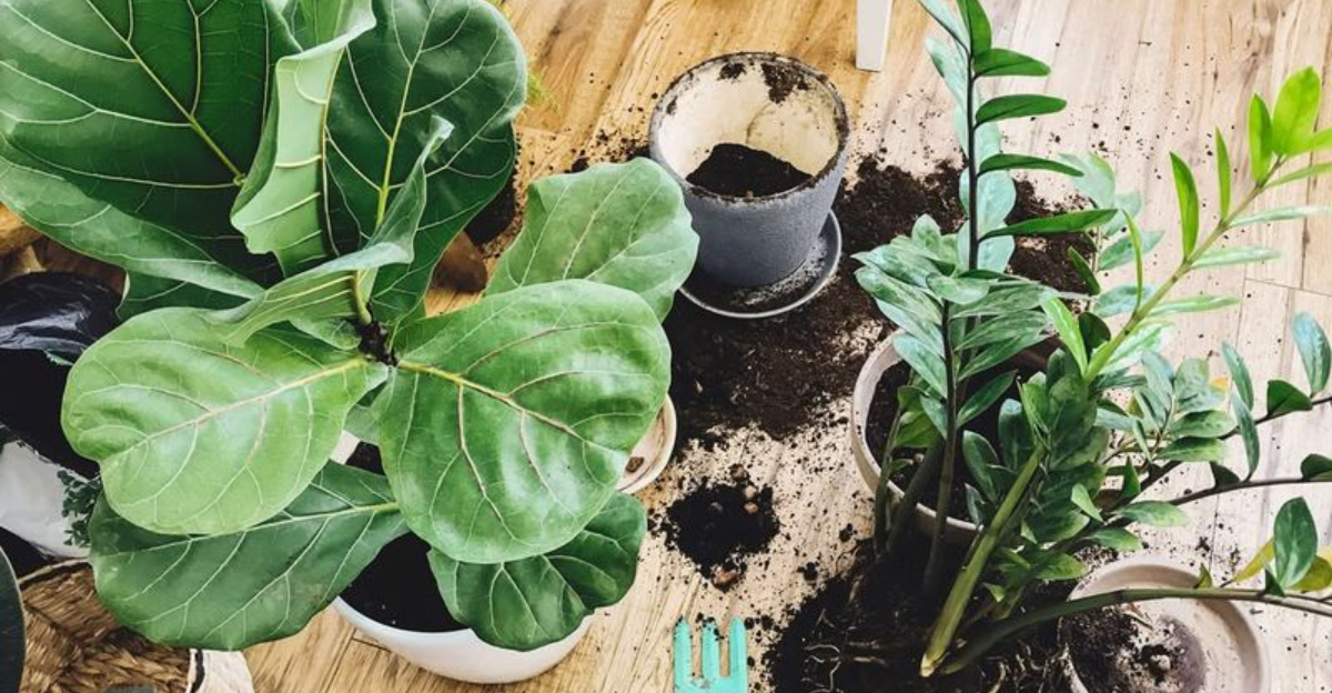 Why Rhode Island Homeowners Repot Certain Indoor Plants Before January