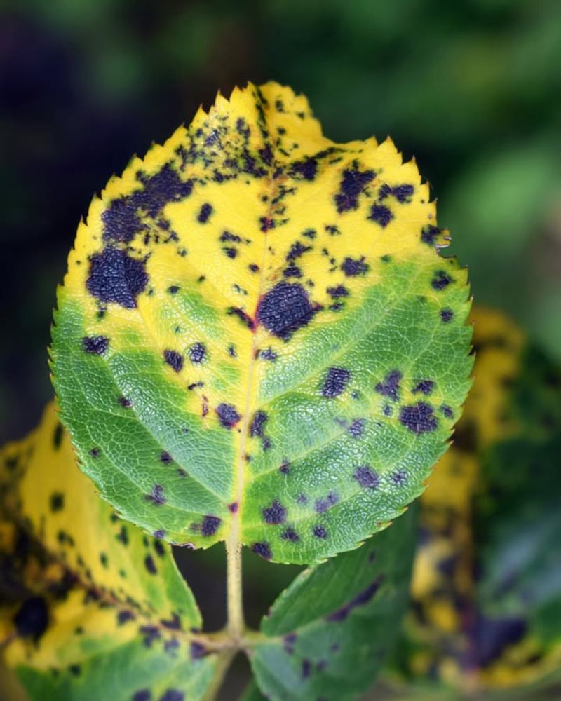 Black Spot - The Most Common Rose Disease In Texas Landscapes