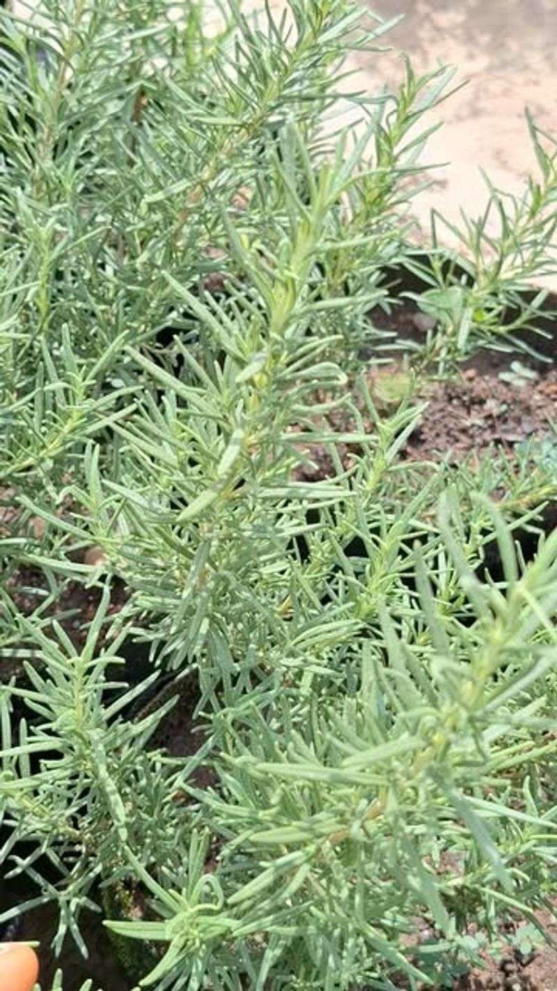 Natural Pest Deterrent That Works Year-Round