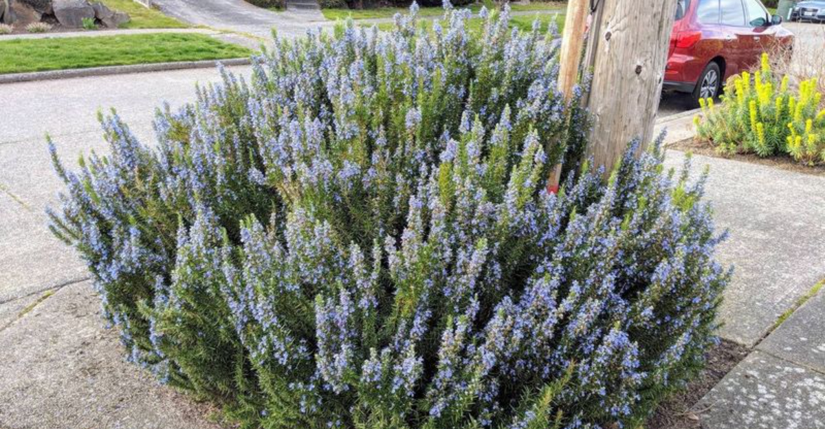 Why Rosemary Along The Fence Line Has Become A Timeless Habit