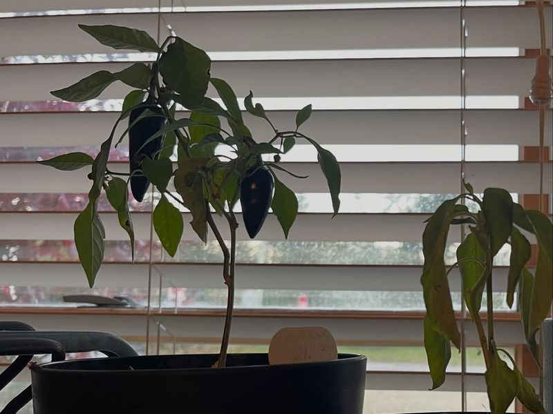 Cold Windows Can Leave One Side Of Your Plant Starved For Light
