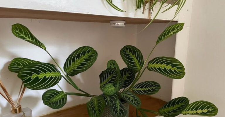 houseplant