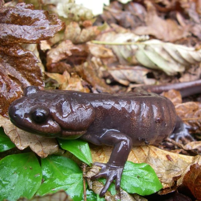 Mulch Provides Perfect Moisture Levels