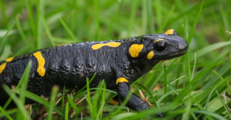 Salamanders (featured image)