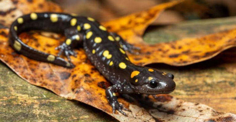 the spotted salamander