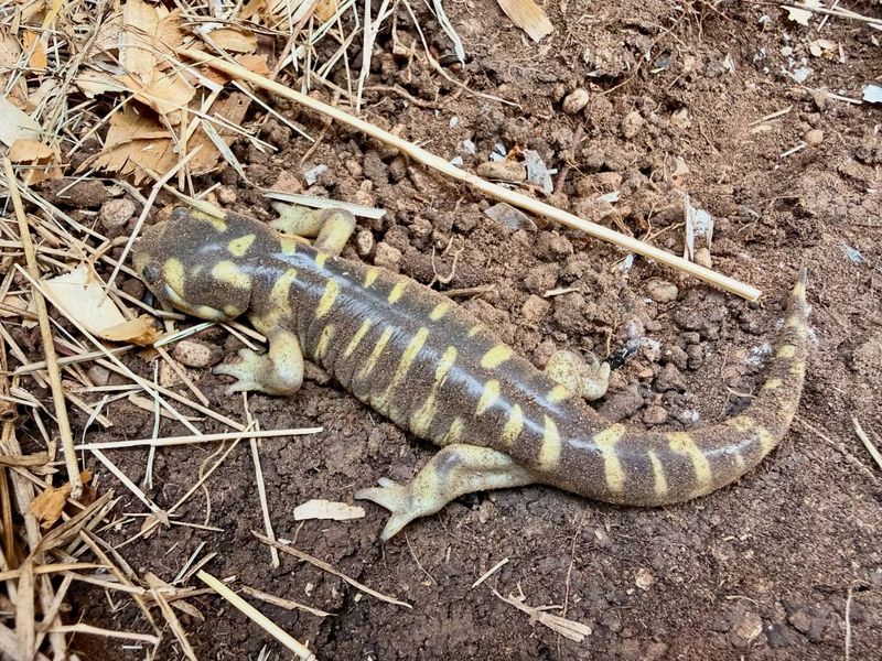 Mulch Holds Moisture Salamanders Need To Survive