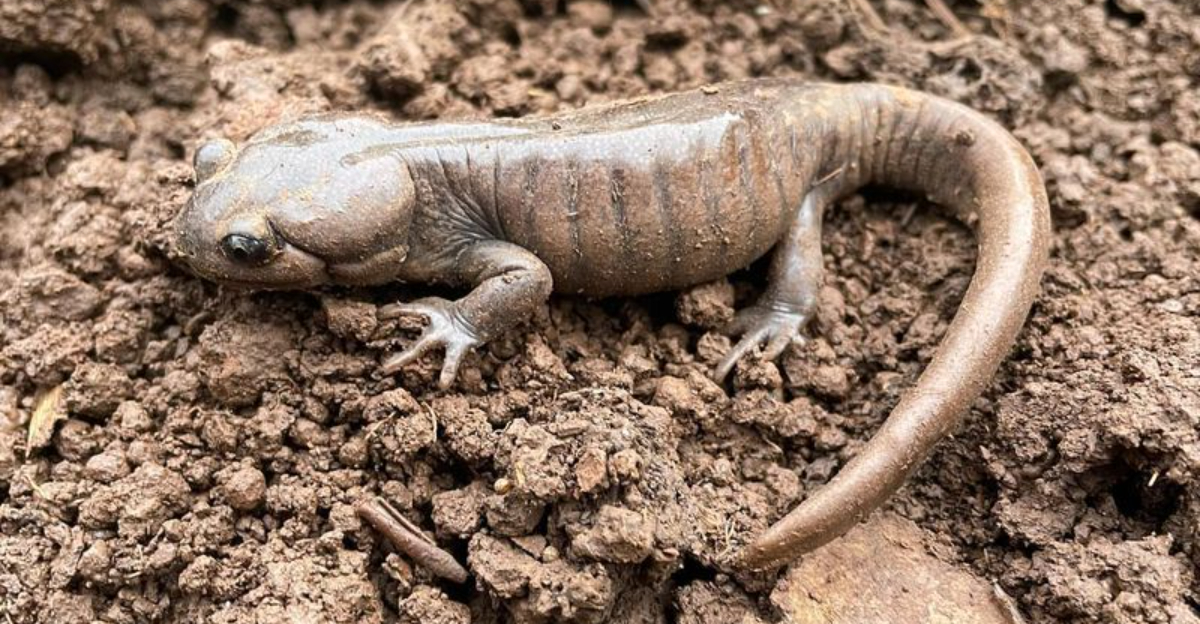 Why Salamanders Are Suddenly Appearing In North Carolina Mulch Beds