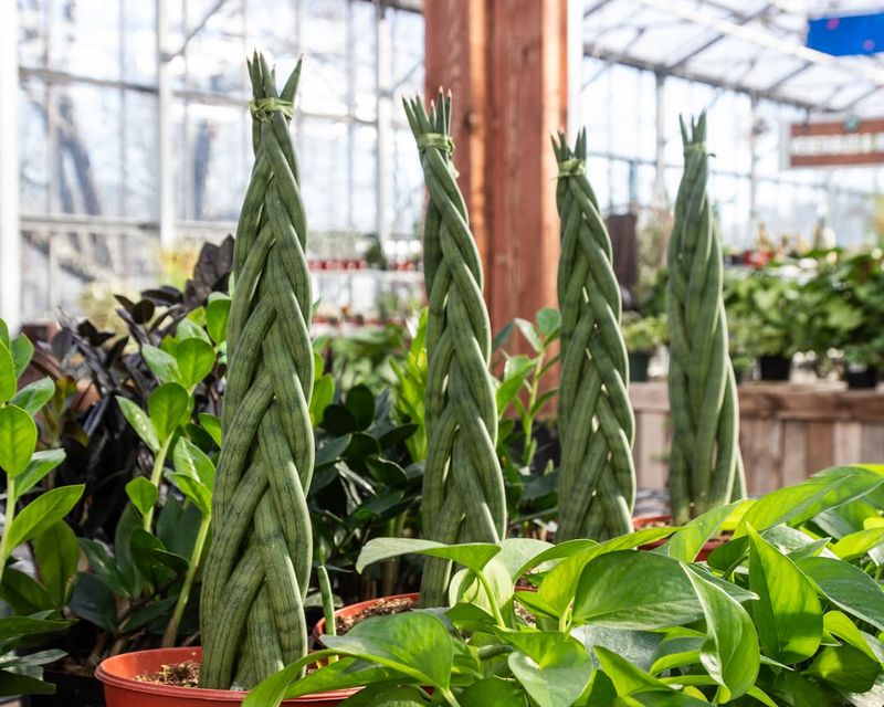 How Light Direction Trains Leaves Into A Spiral Shape