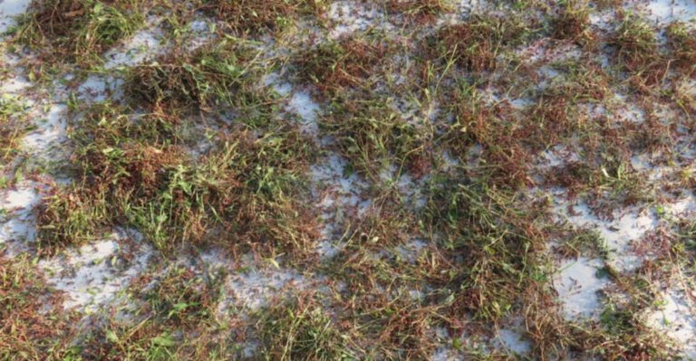 lawn (featured image)