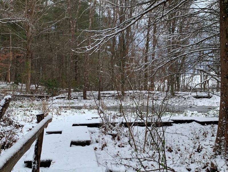 How To Observe Snow Scorpionflies In Your Yard