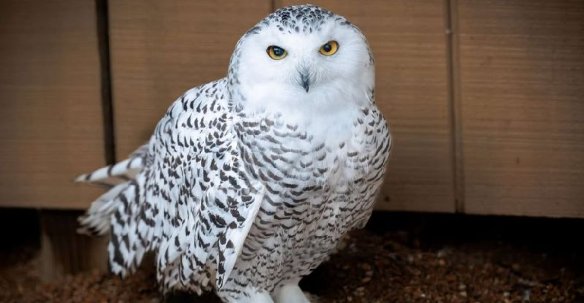 Why Snowy Owls Are Appearing Again In Michigan This Winter And Why Experts Are Concerned
