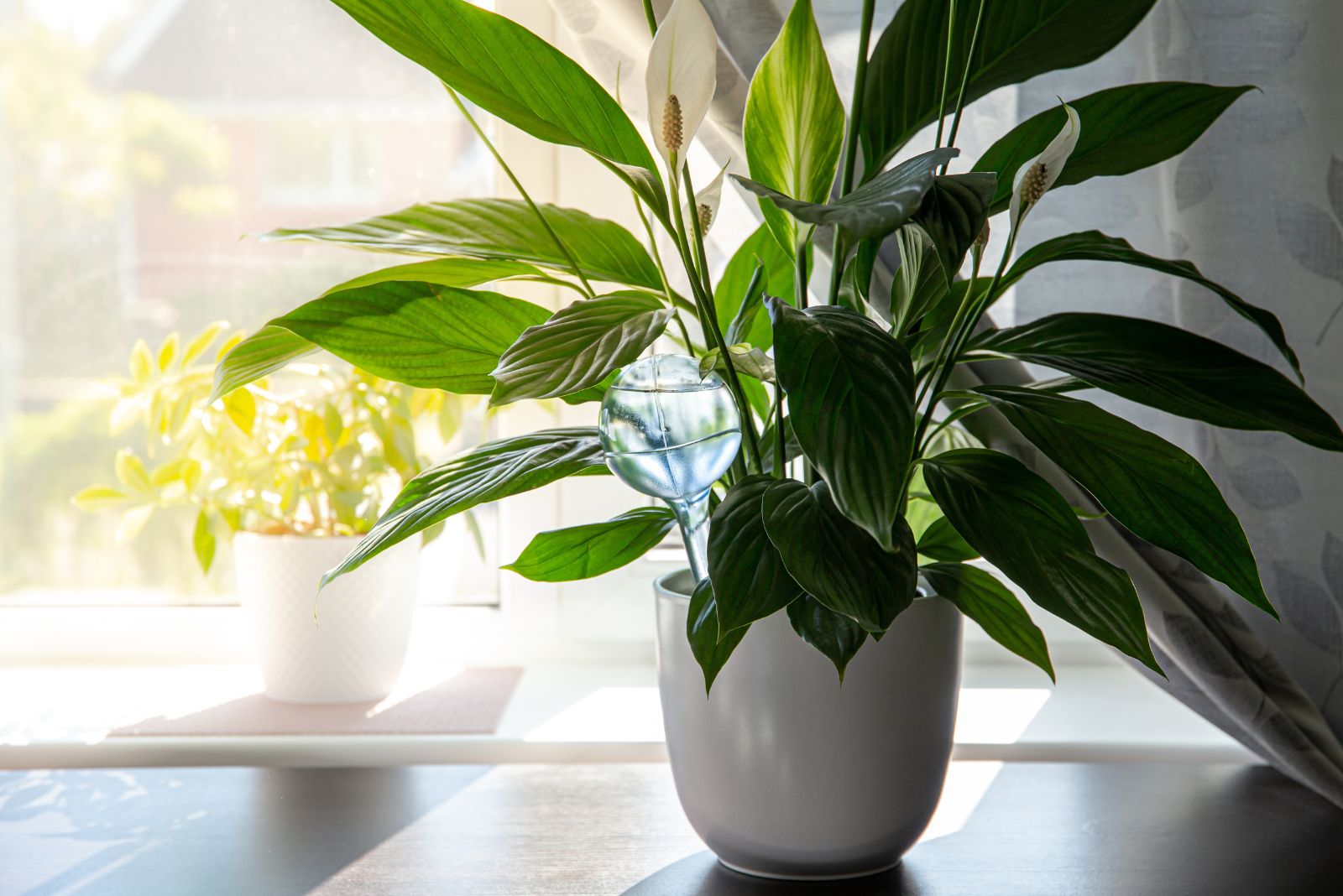Why Some Florida Houseplants Can Grow Better Or Faster In Winter