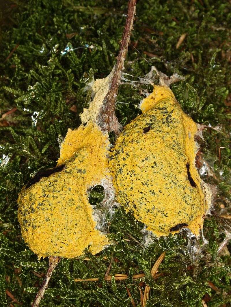 The Recent Weather Patterns That Triggered the Outbreak